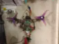 Tricoptery